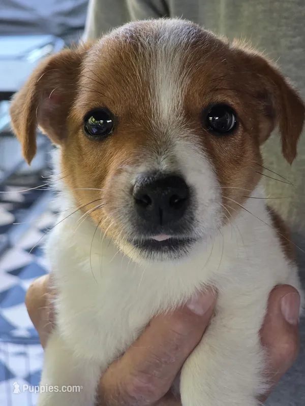 Female Jack Russell Shortie – Jack Russell Terrier puppy for sale in Urbana, OH