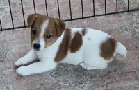 Female Jack Russell Shortie, a female Jack Russell Terrier for sale in Urbana, OH – 5 of 6