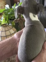 ITALIAN GREYHOUND MALE 4, a male Italian Greyhound for sale in Urbana, OH – 3 of 4