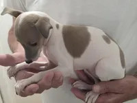 Italian Greyhound Female, a female Italian Greyhound for sale in Urbana, OH – 2 of 4