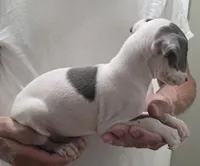 Italian Greyhound Male 5, a male Italian Greyhound for sale in Urbana, OH – 2 of 5