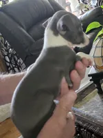 Italian Greyhound Female 3, a female Italian Greyhound for sale in Urbana, OH – 4 of 4