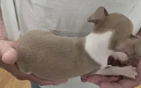 Italian Greyhound Male 3, a male Italian Greyhound for sale in Urbana, OH – 4 of 4