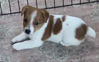 Female Jack Russell Shortie, a female Jack Russell Terrier for sale in Urbana, OH – 3 of 6