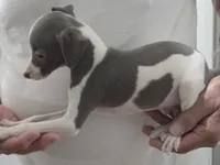 Italian Greyhound Male 4, a male Italian Greyhound for sale in Urbana, OH – 2 of 4