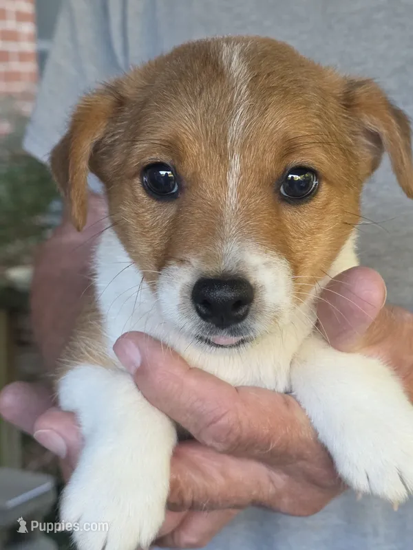 Male Jack Russell Terrier – Jack Russell Terrier puppy for sale in Urbana, OH