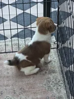 Male Jack Russell Terrier, a male Jack Russell Terrier for sale in Urbana, OH – 3 of 6