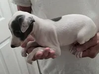 Italian Greyhound Male 5, a male Italian Greyhound for sale in Urbana, OH – 4 of 5