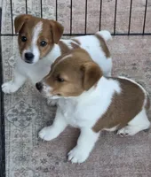 Male Jack Russell Terrier, a male Jack Russell Terrier for sale in Urbana, OH – 5 of 6