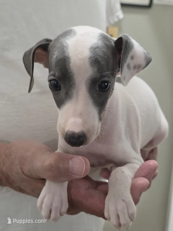 Italian Greyhound Male 5 – Italian Greyhound puppy for sale in Urbana, OH
