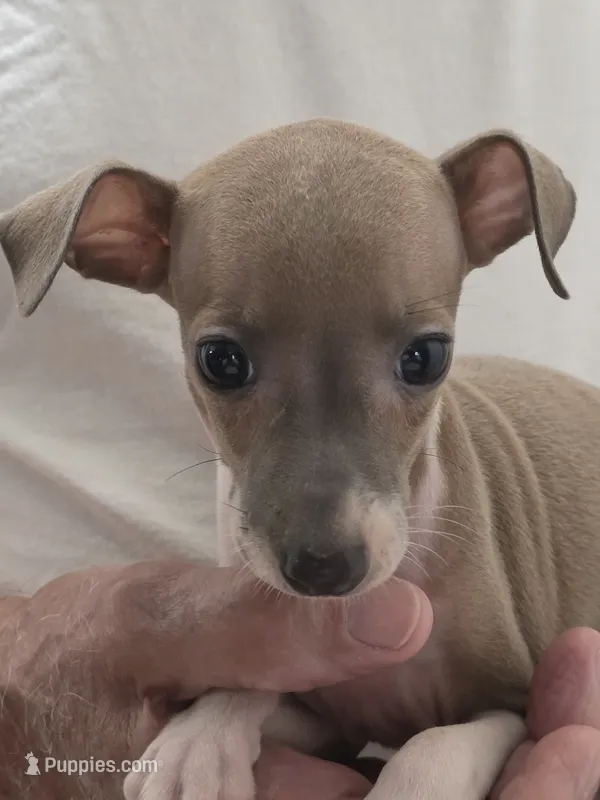 Italian Greyhound Male 3 – Italian Greyhound puppy for sale in Urbana, OH