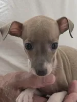 Italian Greyhound Male 3, a male Italian Greyhound for sale in Urbana, OH – 1 of 4
