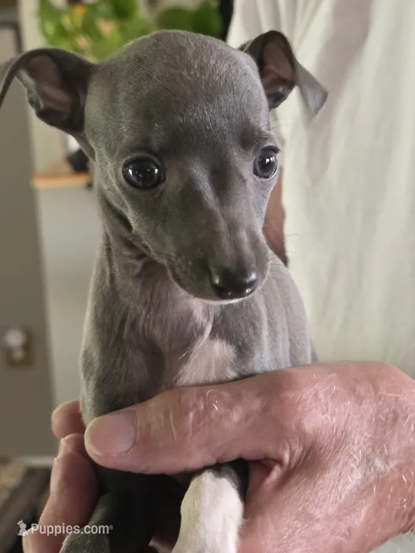Italian Greyhound Female 5 – Italian Greyhound puppy for sale in Urbana, OH
