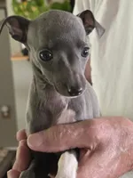 Italian Greyhound Female 5, a female Italian Greyhound for sale in Urbana, OH – 1 of 3