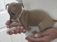 Italian Greyhound Male 3, a male Italian Greyhound for sale in Urbana, OH – 3 of 4