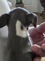 ITALIAN GREYHOUND FEMALE 1, a female Italian Greyhound for sale in Urbana, OH – 3 of 3
