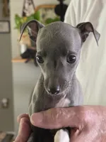 Italian Greyhound Female 5, a female Italian Greyhound for sale in Urbana, OH – 3 of 3