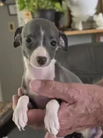 Italian Greyhound Female 3, a female Italian Greyhound for sale in Urbana, OH – 2 of 4
