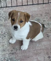 Male Jack Russell Terrier, a male Jack Russell Terrier for sale in Urbana, OH – 6 of 6