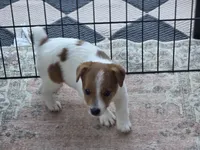 Female Jack Russell Shortie, a female Jack Russell Terrier for sale in Urbana, OH – 6 of 6