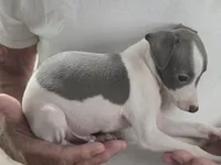 Italian Greyhound Male 2, a male Italian Greyhound for sale in Urbana, OH – 4 of 4
