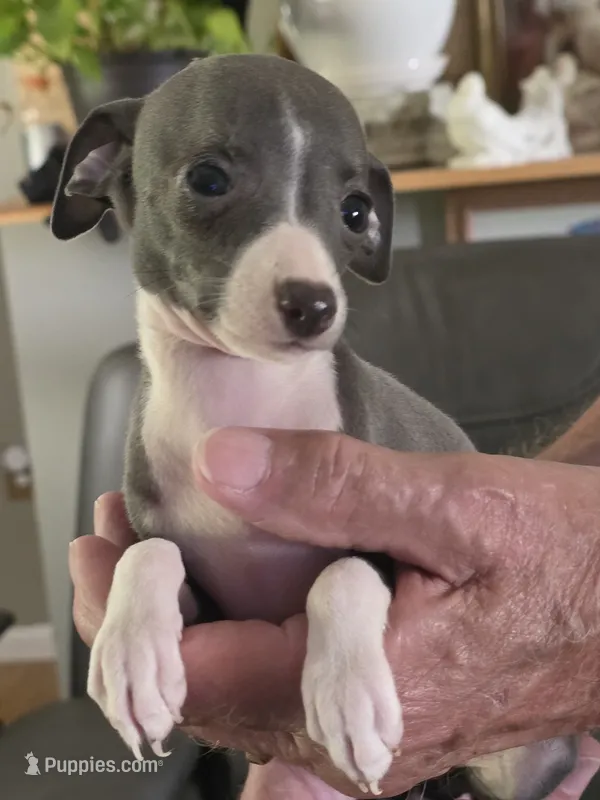 Italian Greyhound Female 3 – Italian Greyhound puppy for sale in Urbana, OH