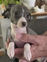 Italian Greyhound Female 3, a female Italian Greyhound for sale in Urbana, OH – 1 of 4