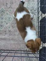 Male Jack Russell Terrier, a male Jack Russell Terrier for sale in Urbana, OH – 4 of 6