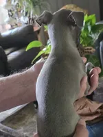 Italian Greyhound Female 5, a female Italian Greyhound for sale in Urbana, OH – 2 of 3