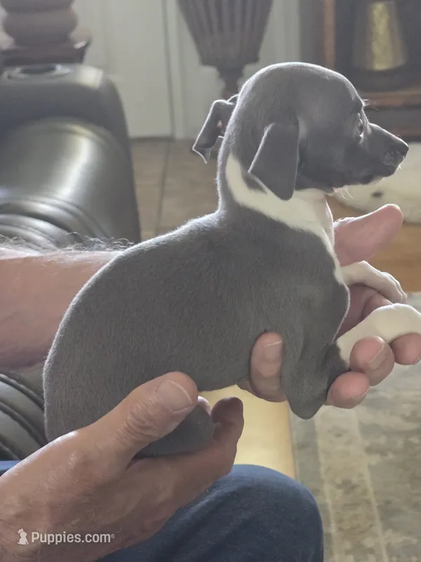 ITALIAN GREYHOUND MALE 4 – Italian Greyhound puppy for sale in Urbana, OH
