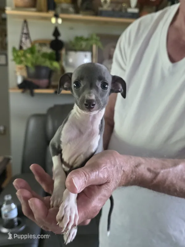ITALIAN GREYHOUND MALE 4 – Italian Greyhound puppy for sale in Urbana, OH