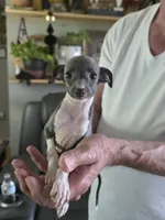 ITALIAN GREYHOUND MALE 4, a male Italian Greyhound for sale in Urbana, OH – 1 of 4