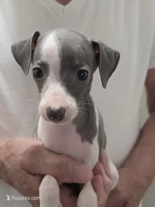 Italian Greyhound Male 4 – Italian Greyhound puppy for sale in Urbana, OH