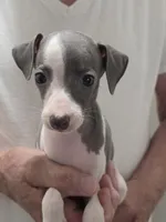 Italian Greyhound Male 4, a male Italian Greyhound for sale in Urbana, OH – 1 of 4