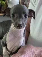 ITALIAN GREYHOUND MALE 4, a male Italian Greyhound for sale in Urbana, OH – 4 of 4