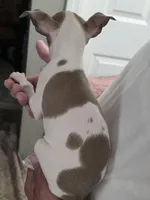 Italian Greyhound Female, a female Italian Greyhound for sale in Urbana, OH – 4 of 4
