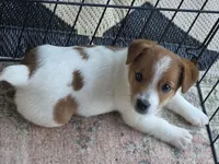 Female Jack Russell Shortie, a female Jack Russell Terrier for sale in Urbana, OH – 4 of 6