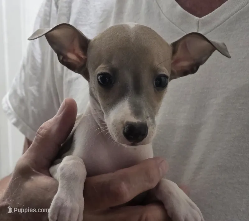 Italian Greyhound Female – Italian Greyhound puppy for sale in Urbana, OH