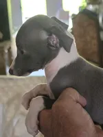 Italian Greyhound Female 3, a female Italian Greyhound for sale in Urbana, OH – 3 of 4