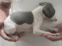 Italian Greyhound Male 4, a male Italian Greyhound for sale in Urbana, OH – 4 of 4