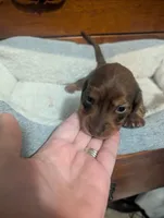 Tot, a male Miniature Dachshund for sale in Statesboro, GA – 4 of 5