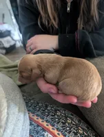Tot, a male Miniature Dachshund for sale in Statesboro, GA – 3 of 5