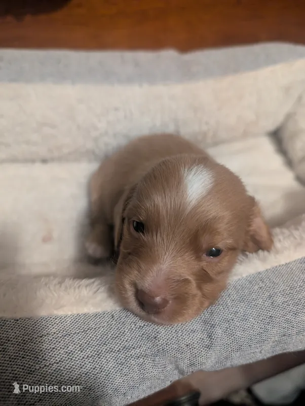 Tot – Miniature Dachshund puppy for sale in Statesboro, GA