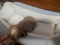 Tot, a male Miniature Dachshund for sale in Statesboro, GA – 2 of 5