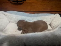 Tot, a male Miniature Dachshund for sale in Statesboro, GA – 5 of 5