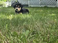 Blue, a male Bernese Mountain Dog and Siberian Husky for sale in Grant, MI – 7 of 9