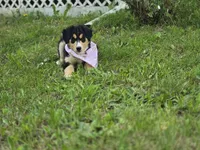 Pinky, a female Bernese Mountain Dog and Siberian Husky for sale in Grant, MI – 7 of 8
