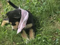 Watermelon, a female Bernese Mountain Dog and Siberian Husky for sale in Grant, MI – 7 of 9