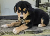 Blue, a male Bernese Mountain Dog and Siberian Husky for sale in Grant, MI – 3 of 9
