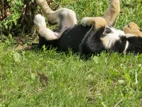 Teal, a male Bernese Mountain Dog and Siberian Husky for sale in Grant, MI – 10 of 10